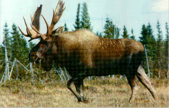 moose1.jpg (30727 bytes)